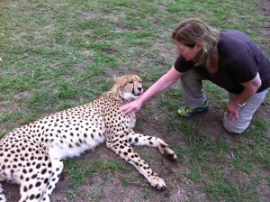 Getting up and personal with cheetahs during a trip to South Africa